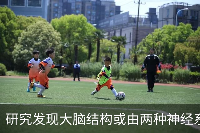 研究发现大脑结构或由两种神经系统组合而成